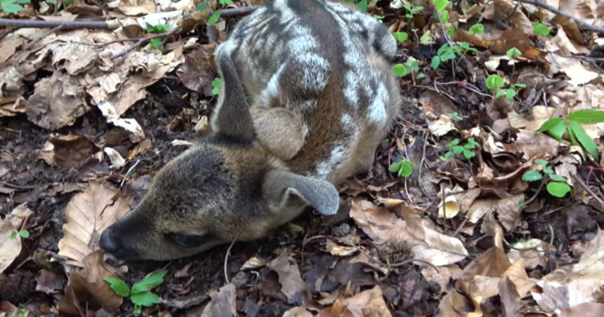 pericol pentru animalele de la zoo o caprioara de la gradina zoologica din craiova a murit dupa ce a fost hranita de turisti 680f2904704c6