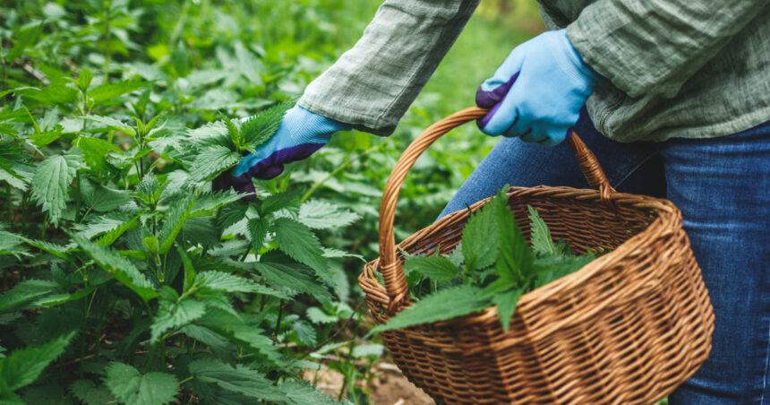 planta de primavara care are proprietati terapeutice specialistii sustin detoxifica organismul si elimina toxinele din corp 680b0a13e0370