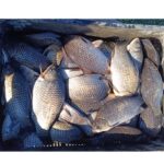 politistii din delta dunarii actiune fulger printre pescari dosare penale amenzi si peste confiscat iata cate infractiuni au fost constatate 68061d70d25c8