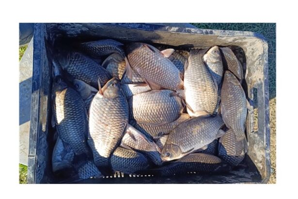 politistii din delta dunarii actiune fulger printre pescari dosare penale amenzi si peste confiscat iata cate infractiuni au fost constatate 68061d70d25c8