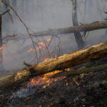 pompierii din arges incearca sa stinga un incendiu de padure extins pe aproape 30 000 mp vantul puternic ingreuneaza interventia 680232af8a9b8