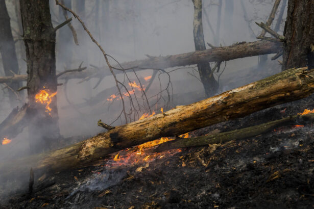 pompierii din arges incearca sa stinga un incendiu de padure extins pe aproape 30 000 mp vantul puternic ingreuneaza interventia 680232af8a9b8