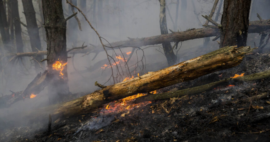 pompierii din arges incearca sa stinga un incendiu de padure extins pe aproape 30 000 mp vantul puternic ingreuneaza interventia 680232af8a9b8