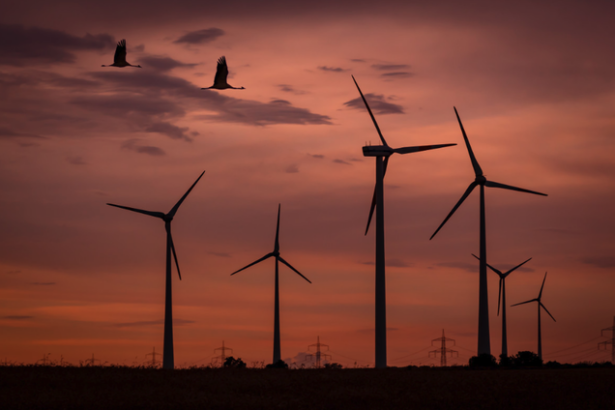 premiera seful unei companii de energie regenerabila condamnat la inchisoare pentru pasarile ucise de un parc eolian productia centralei a fost oprita pentru 4 luni 67ff2df8e1d84