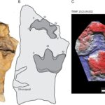 primele urme de anchilozaur cu trei degete demonstreaza ca specia a trait in america de nord acum 100 de milioane de ani 6801146c9dcf2