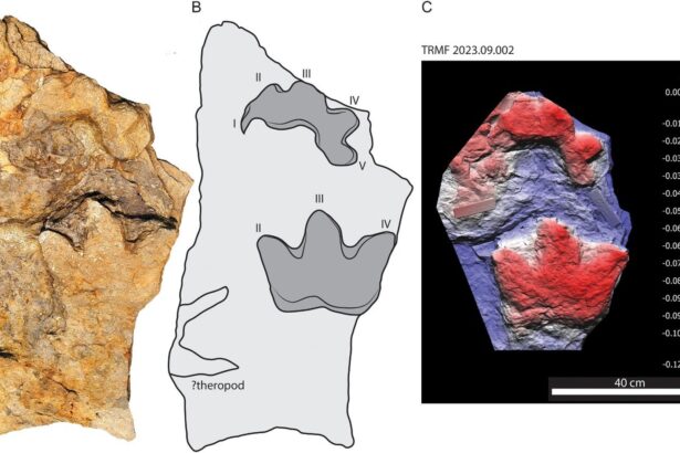 primele urme de anchilozaur cu trei degete demonstreaza ca specia a trait in america de nord acum 100 de milioane de ani 6801146c9dcf2