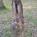 proiectil din al doilea razboi mondial gasit intr un copac iata cine a facut descoperirea 680601528a40e