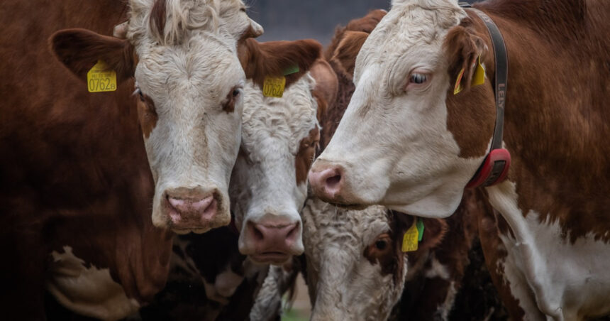 reprezentant al asociatiei crescatorilor de vaci daca febra aftoasa ajunge in romania nu va putea fi stapanita 67f57837dfd17