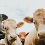 romania a activat mecanismele de urgenta pentru protejarea sanatatii animalelor apelul ansvsa pentru fermieri 67f91e386f52d