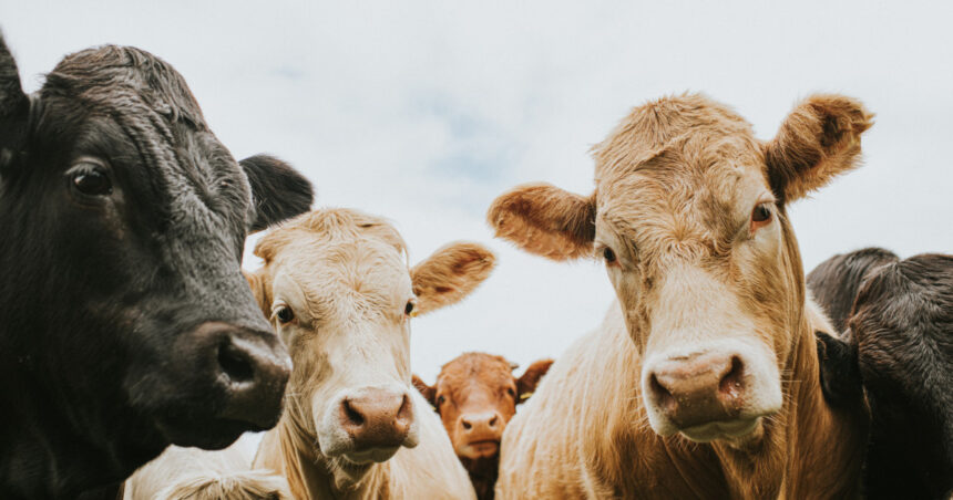 romania a activat mecanismele de urgenta pentru protejarea sanatatii animalelor apelul ansvsa pentru fermieri 67f91e386f52d