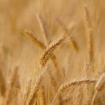 romania conduce detasat clasamentul european al exporturilor la grau orz si porumb 6807958a79936