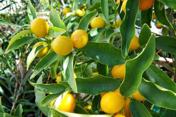 turcia suspenda temporar exporturile de lamai din cauza conditiilor meteo nefavorabile si a necesitatii de a asigura aprovizionarea pietei interne 67f3c4c3edf87