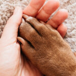 un animal de companie la fel de benefic pentru bunastarea noastra precum un sot sau o sotie arata un studiu 67facf375602c