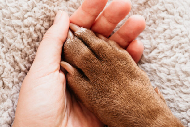un animal de companie la fel de benefic pentru bunastarea noastra precum un sot sau o sotie arata un studiu 67facf375602c