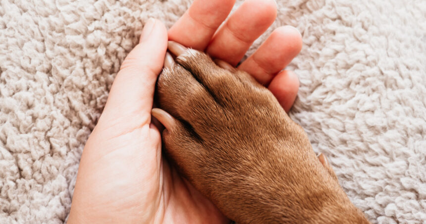 un animal de companie la fel de benefic pentru bunastarea noastra precum un sot sau o sotie arata un studiu 67facf375602c