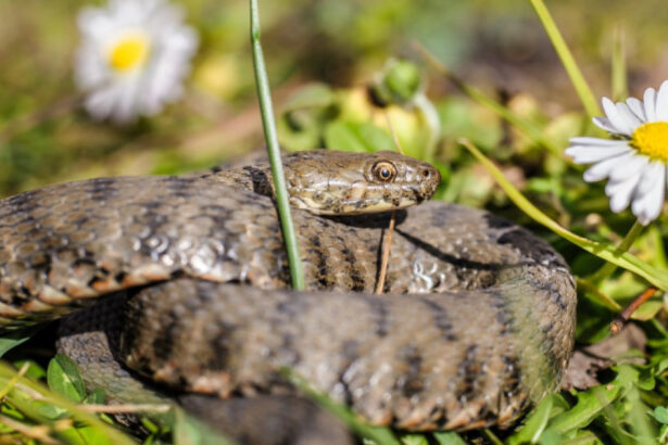 un barbat a fost muscat de vipera in zona voronetului a ajuns la sectia de terapie intensiva a scju suceava 6807b7f6d06d6
