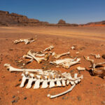 un grup necunoscut de oameni a trait in sahara cu 7 000 de ani in urma 67f53d1dcec40