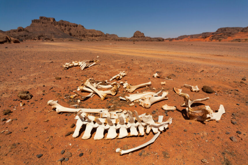 un grup necunoscut de oameni a trait in sahara cu 7 000 de ani in urma 67f53d1dcec40