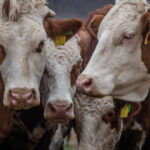 ungaria a detectat al cincilea focar de febra aftoasa si sacrifica tot mai multe bovine 680143a00004a