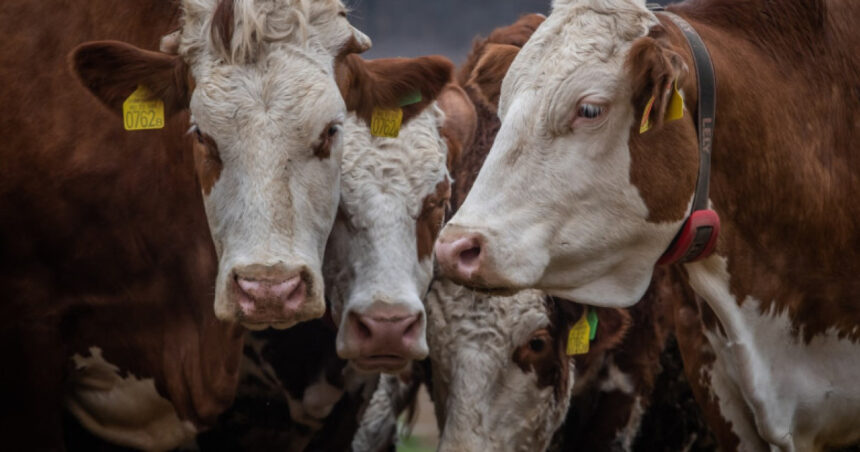 Ungaria a identificat al cincilea focar de febră aftoasă și crește numărul bovinelor sacrificate 1 ungaria a detectat al cincilea focar de febra aftoasa si sacrifica tot mai multe bovine 680143a00004a