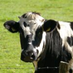 ungaria a detectat un nou focar de febra aftoasa si sacrifica tot mai multe bovine 6801e9d2e130d