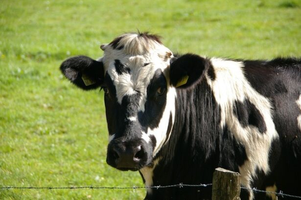 ungaria a detectat un nou focar de febra aftoasa si sacrifica tot mai multe bovine 6801e9d2e130d