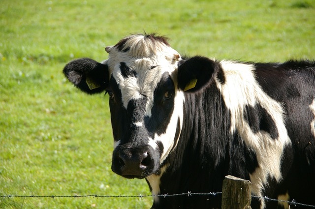 ungaria a detectat un nou focar de febra aftoasa si sacrifica tot mai multe bovine 6801e9d2e130d