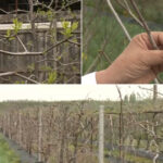 video arborii exotici care au castigat pariul cu vremea capricioasa din romania rezista mai bine la seceta si ger decat piersicii sau caisii 680b3da67ff23