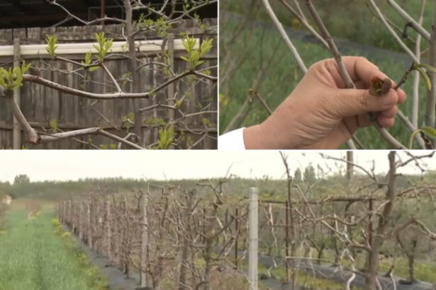 video arborii exotici care au castigat pariul cu vremea capricioasa din romania rezista mai bine la seceta si ger decat piersicii sau caisii 680b3da67ff23