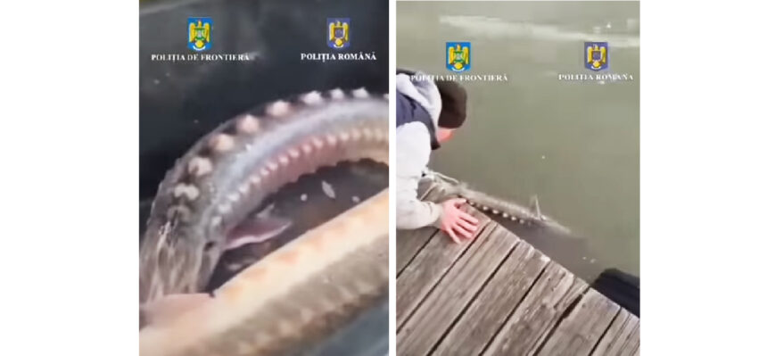 video braconieri de sturioni lasati fara prada barca si plase de politistii tulceni 67fb47e9a30e9