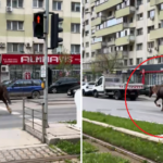 video cal surprins aleargand pe un bulevard macar isi tine banda spre deosebire de unii 67f02c29250f3