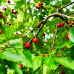 video cirese mai scumpe in 2025 gerul din aprilie a compromis complet livezile din unele zone ale tarii 68109ba987c28