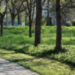 video cosirea mozaicata a ierbii din timisoara concept venit din occident nu este pe placul multor locuitori arata foarte urat 67f69be86deca