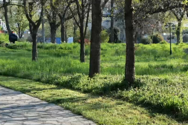 video cosirea mozaicata a ierbii din timisoara concept venit din occident nu este pe placul multor locuitori arata foarte urat 67f69be86deca