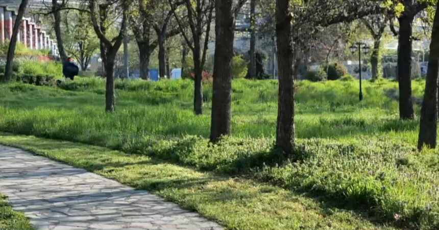 video cosirea mozaicata a ierbii din timisoara concept venit din occident nu este pe placul multor locuitori arata foarte urat 67f69be86deca