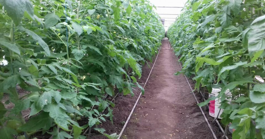 video guvernul ajuta agricultorii care cultiva legume in sere si solarii cu 350 milioane lei 67ee50076a737