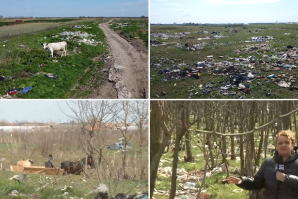 video imagini revoltatoare hectare intregi de pasune si padure transformate in groapa de gunoi ce sa facem vine omul si le arunca 67f74e181c5e0