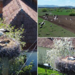 video judetul cu 400 de cuiburi de berze imagini spectaculoase din comuna in care aproape fiecare stalp e acasa pentru zeci de inaripate 680ce53e216e4