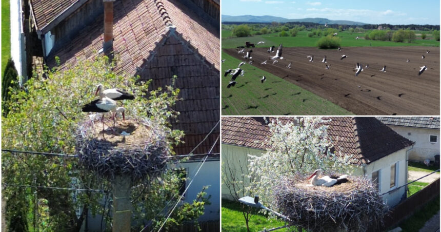 video judetul cu 400 de cuiburi de berze imagini spectaculoase din comuna in care aproape fiecare stalp e acasa pentru zeci de inaripate 680ce53e216e4