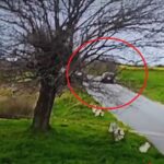 video momentul impactului de la accidentul rutier din lumina unde doua persoane au murit 67f7a652d0d25