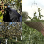 video nu ne mai asteptam la aceasta zapada prapad in livezi si pe camp din cauza valului de frig din ultimele zile 67f4a7a493283