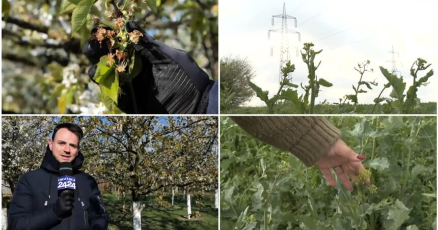 video nu ne mai asteptam la aceasta zapada prapad in livezi si pe camp din cauza valului de frig din ultimele zile 67f4a7a493283