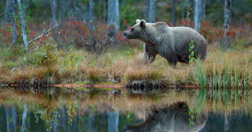 video o turista de 18 ani din iasi a murit inecata in lacul frumoasa harghita dupa ce a fugit speriata de un urs 680f48984c104