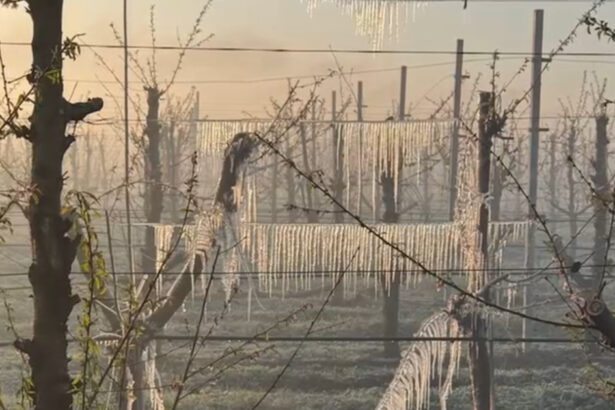 video preturile la cirese si la alte fructe vor exploda inghetul a distrus livezile din tara situatia este una dezastruoasa 68053e7a03b9d