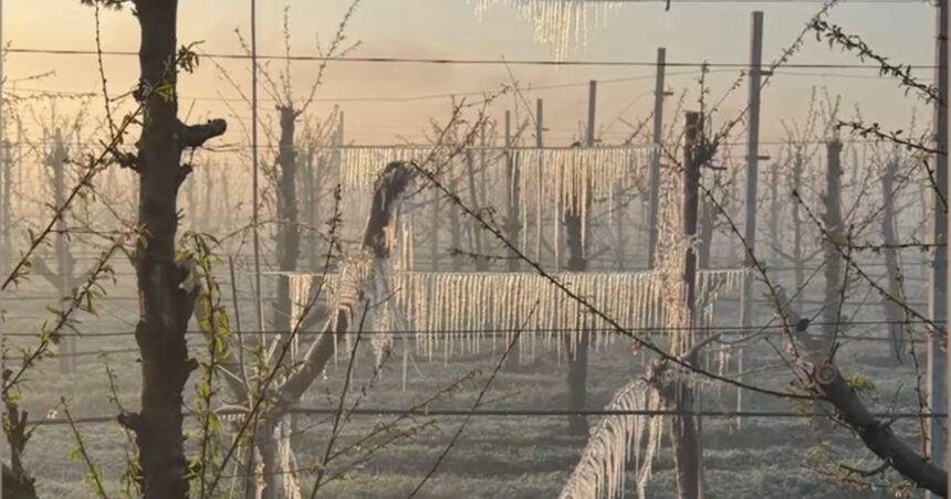 video preturile la cirese si la alte fructe vor exploda inghetul a distrus livezile din tara situatia este una dezastruoasa 68053e7a03b9d