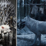 video primul proces de dez extinctie din lume lupii stravechi din seria game of thrones readusi la viata prin inginerie genetica 67f51bb8dc289
