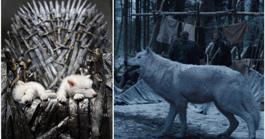 video primul proces de dez extinctie din lume lupii stravechi din seria game of thrones readusi la viata prin inginerie genetica 67f51bb8dc289