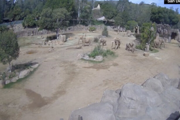 video reactia unor elefanti de la gradina zoologica din san diego in timpul unui cutremur isi protejeaza cei mai tineri membri ai turmei 67fe08d3646db