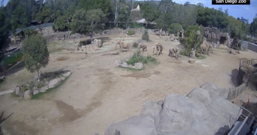 video reactia unor elefanti de la gradina zoologica din san diego in timpul unui cutremur isi protejeaza cei mai tineri membri ai turmei 67fe08d3646db