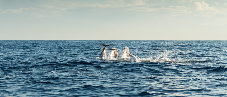 video spectacol cu delfini in zona farului de la mangalia 6812333e90384